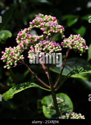 Evergreen Hydrangea, Dichroa versicolor, Hydrangeaceae, China, Asia Stock Photo