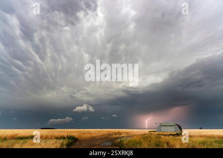Lightning strikes a wheat field during a powerful thunderstorm Stock Photo