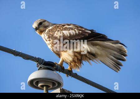 Rough-legged hawk perched on a power line against a clear blue sky Stock Photo