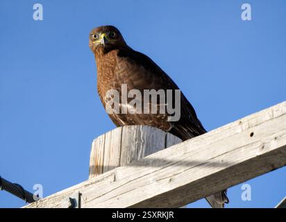 Common buzzard perched on a wooden post against a clear blue sky Stock Photo