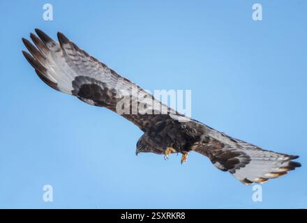 Rough-legged buzzard (buteo lagopus) flying in a clear blue sky Stock Photo