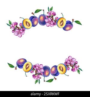 Plum fruit. Watercolor illustration hand drawn and isolated on a white ...