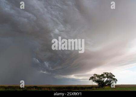 Shelf cloud forming over the vast plains with a lonely tree, signaling an impending storm Stock Photo