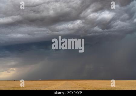 Ominous supercell storm clouds are gathering over a vast wheat field, creating a dramatic and powerful scene Stock Photo