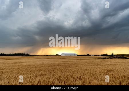 Dramatic sky over a wheat field at sunset with dark storm clouds gathering Stock Photo