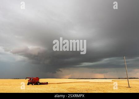 Red combine harvester working in a wheat field under a dramatic stormy sky Stock Photo