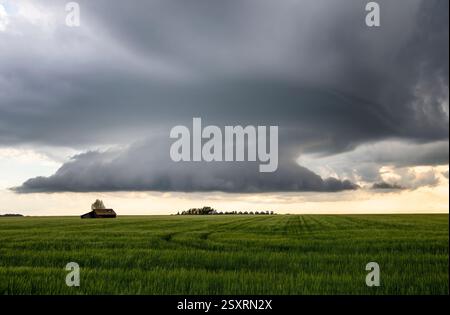Dramatic supercell storm clouds are gathering over a green field with tire tracks and a small abandoned farm in the distance Stock Photo