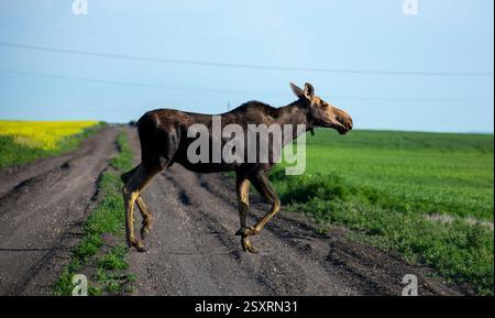 Moose walking on a dirt road in a rural landscape Stock Photo