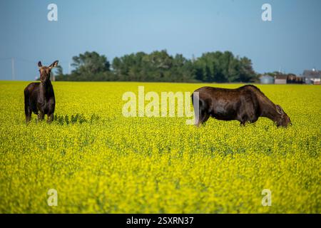 Two moose are grazing and standing in a canola field under a blue sky Stock Photo