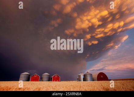 Dramatic mammatus clouds forming at sunset over a farm in the canadian prairies Stock Photo