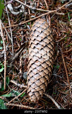 Mature picea abies common Norway spruce cone fallen from the tree Stock Photo