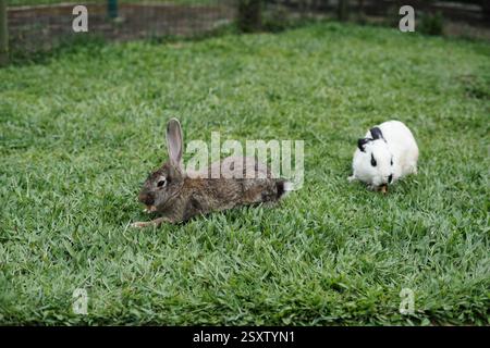 brown and white rabbit playing on the grass Stock Photo