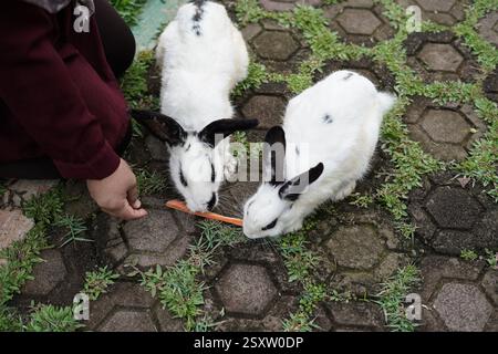 two white rabbits eating carrots Stock Photo