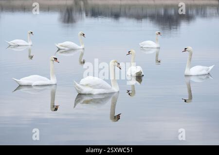 Many swans on a calm light bue water Stock Photo