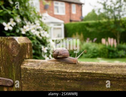Garden snail Helix aspersa, on garden gate, County Durham, England, UK, June. Stock Photo