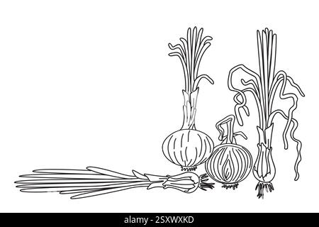Line art botanical collection with onions isolated on white background. Hand drawn outline set of vegetables vector illustration. Graphic design for B Stock Vector