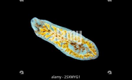 Light micrograph of a flatworm (family Dendrocoelidae). Specimen from Lake Baikal, Russia. Stock Photo
