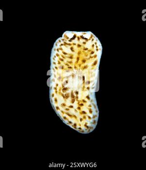 Light micrograph of a Baicalobia sp. flatworm. This worm is endemic to Lake Baikal, Russia. Stock Photo
