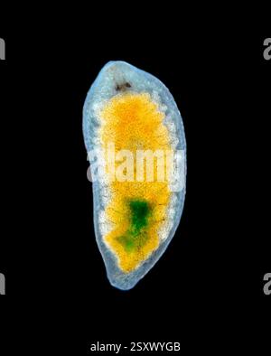 Light micrograph of a flatworm (order Proseriata). Specimen from Lake Baikal, Russia. Stock Photo