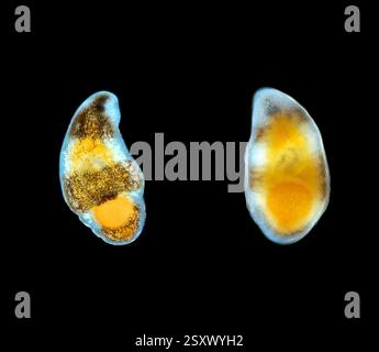Light micrographs of a flatworm (order Proseriata). Specimen from Lake Baikal, Russia. Stock Photo