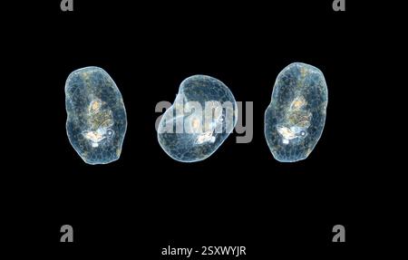Light micrograph of flatworms (class Turbellaria). Visible are the statocysts, thought to be balance and acceleration sensors, and the parenchyma, where food is digested. Specimens from the Indian Ocean. Stock Photo