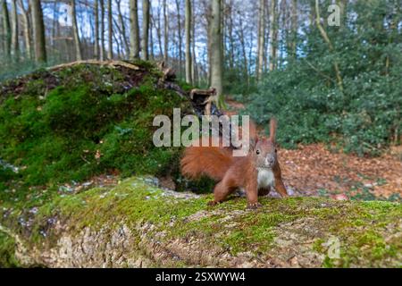 Eurasian Red Squirrel (Sciurus vulgaris). Adult  on the forest floor. Schleswig-Holstein, Germany Stock Photo