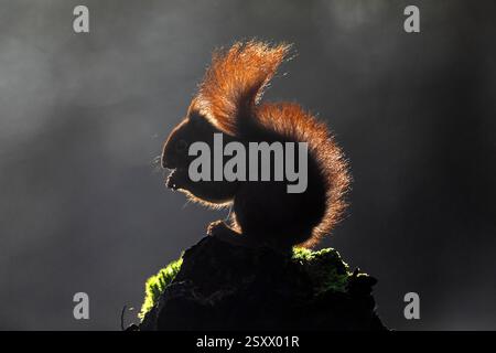 Eurasian Red Squirrel (Sciurus vulgaris). Adult animal eats a hazelnut in the morning light, backlight. Germany Stock Photo