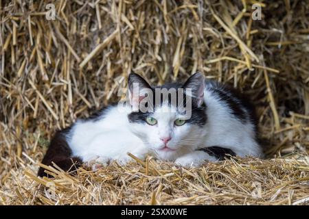 Domestic cat. A black and white adult cat lying in straw. Germany Stock Photo