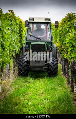 Male vineyard worker driving small tractor on narrow patch of grass between green grapevines Stock Photo
