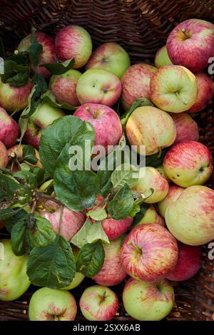 Apple (Malus domestica). Freshly harvested apples. Germany Stock Photo