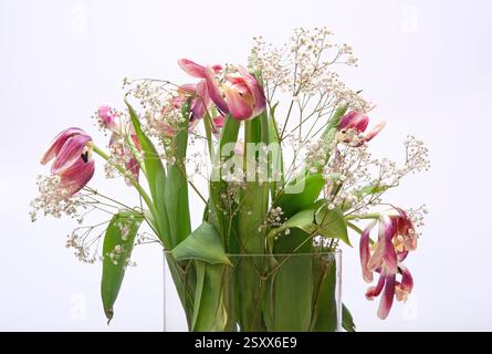 dying tulips and gypsophila in glass vase on white background Stock Photo