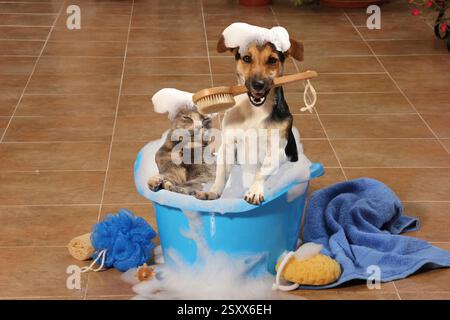 Jack Russell Terrier. Adult dog in a blue bath tub, carrying an brush in its mouth. Next to it a cat. Spain Stock Photo