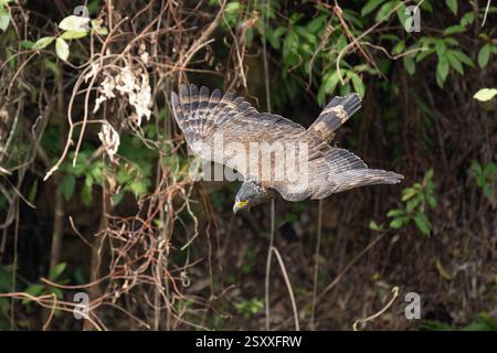 Crested serpent eagle in flight with open wings Stock Photo