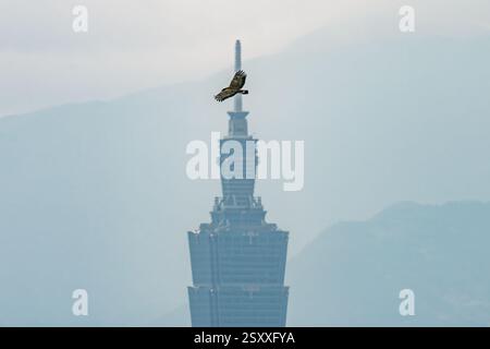 Crested serpent eagle in flight with the Taipei 101 in the background Stock Photo