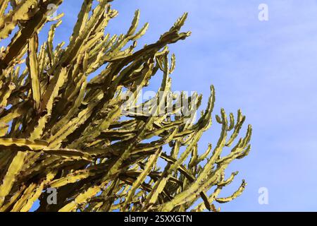 Euphorbia murielii aka Euphorbia candelabrum or candelabra tree. Spurge succulent plant species in a garden in Fuerteventura, Canary islands in Spain. Stock Photo