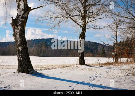 Three birch trees standing in a meadow covered with snow in the background of a forest Stock Photo