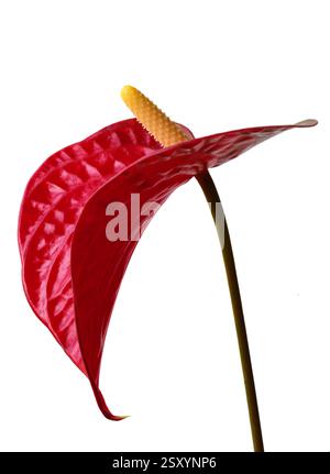 Still life of a Red Anthurium - Aracae. Commonly known as Laceleaf, tailflower or flamingo flower. Isolated on white. Selective focus on the spadix. Stock Photo