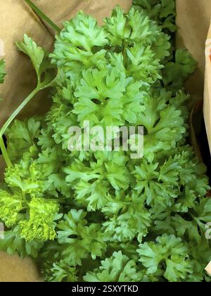 Close-up view of bunch of flat-leaf parsley, international Stock Photo