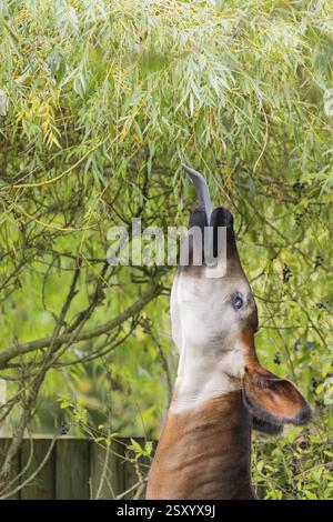 An adult okapi (Okapia johnstoni) stands in the middle of green bushes ...