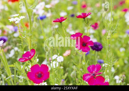 Colourful and species-rich flowering meadow in bloom, Saxony, Germany, Europe Stock Photo