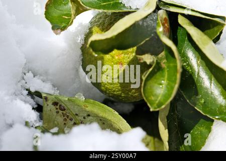 Green tangerine on the snow in winter, close-up. Green tangerine with leaves in the snow Stock Photo