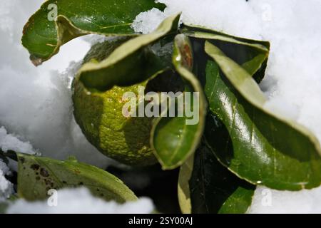 Green tangerine on the snow in winter, close-up. Green tangerine with leaves in the snow Stock Photo