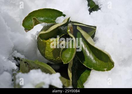 Green tangerine on the snow in winter, close-up. Green tangerine with leaves in the snow Stock Photo