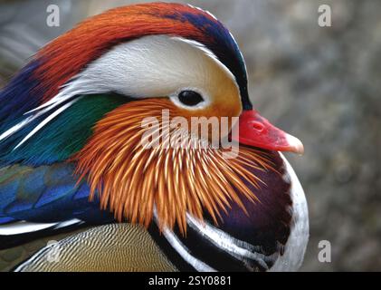 Mandarin Duck Stock Photo
