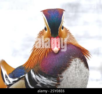 Mandarin Duck Stock Photo