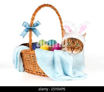 Cat with rabbit ears in basket with Easter eggs isolated on white. Stock Photo