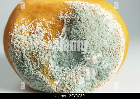Close-up of a rotten orange with mold isolated on white background and copy space Stock Photo