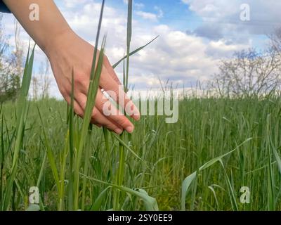Close up view of a woman hand touching green wheat field. Stock Photo