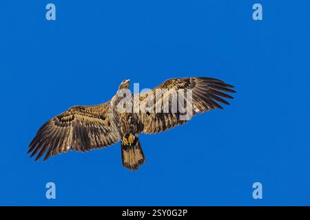 Bald Eagle flying juvenile / immature Haliaeetus leucocephalus underside with wings outstretched - wingspan & blue sky at Blackwater wildlife reserve Stock Photo
