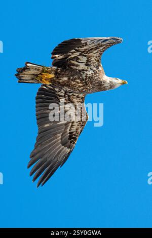 Bald Eagle flying juvenile / immature Haliaeetus leucocephalus underside with wings outstretched - wingspan & blue sky at Blackwater wildlife reserve Stock Photo